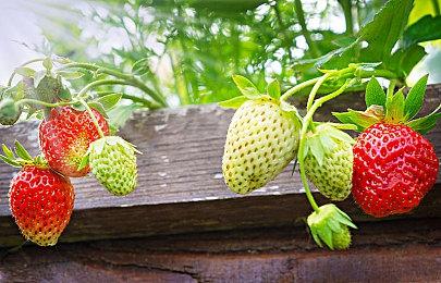 《刺客信条：影》新宣传短片 展示圣殿骑士团